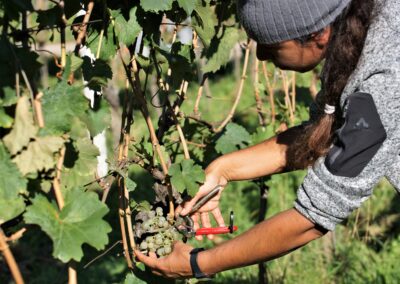 Early Thoughts on the Early 2022 Harvest – Loosen Bros. USA Monthly Newsletter