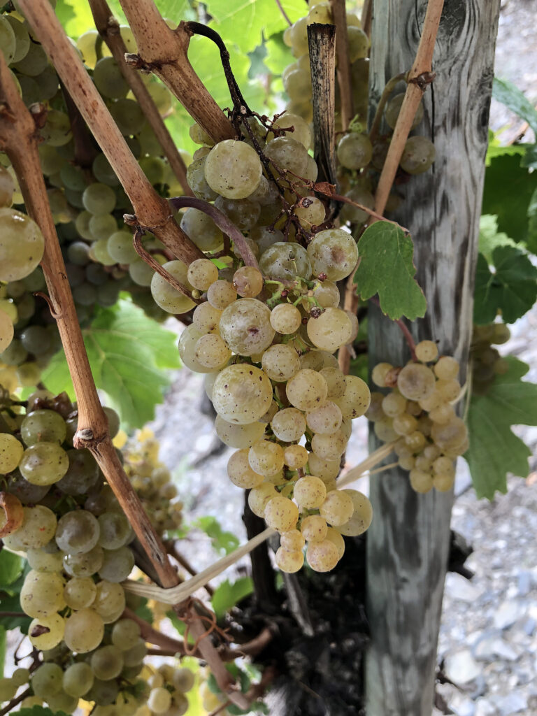 "Millerandage" in the Juffer Sonnenuhr Vineyard before the early 2022 Harvest
