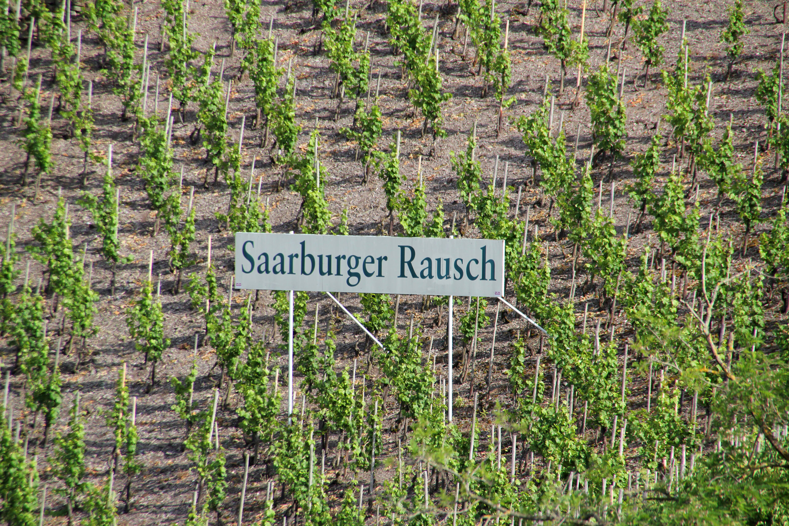 Saarburger Rausch