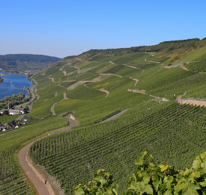 Grosses Gewächs: Dry Rieslings from the Finest Vineyards  – Loosen Bros. USA Monthly Newsletter
