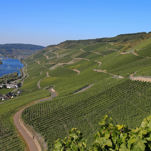 Grosses Gewächs: Dry Rieslings from the Finest Vineyards  – Loosen Bros. USA Monthly Newsletter