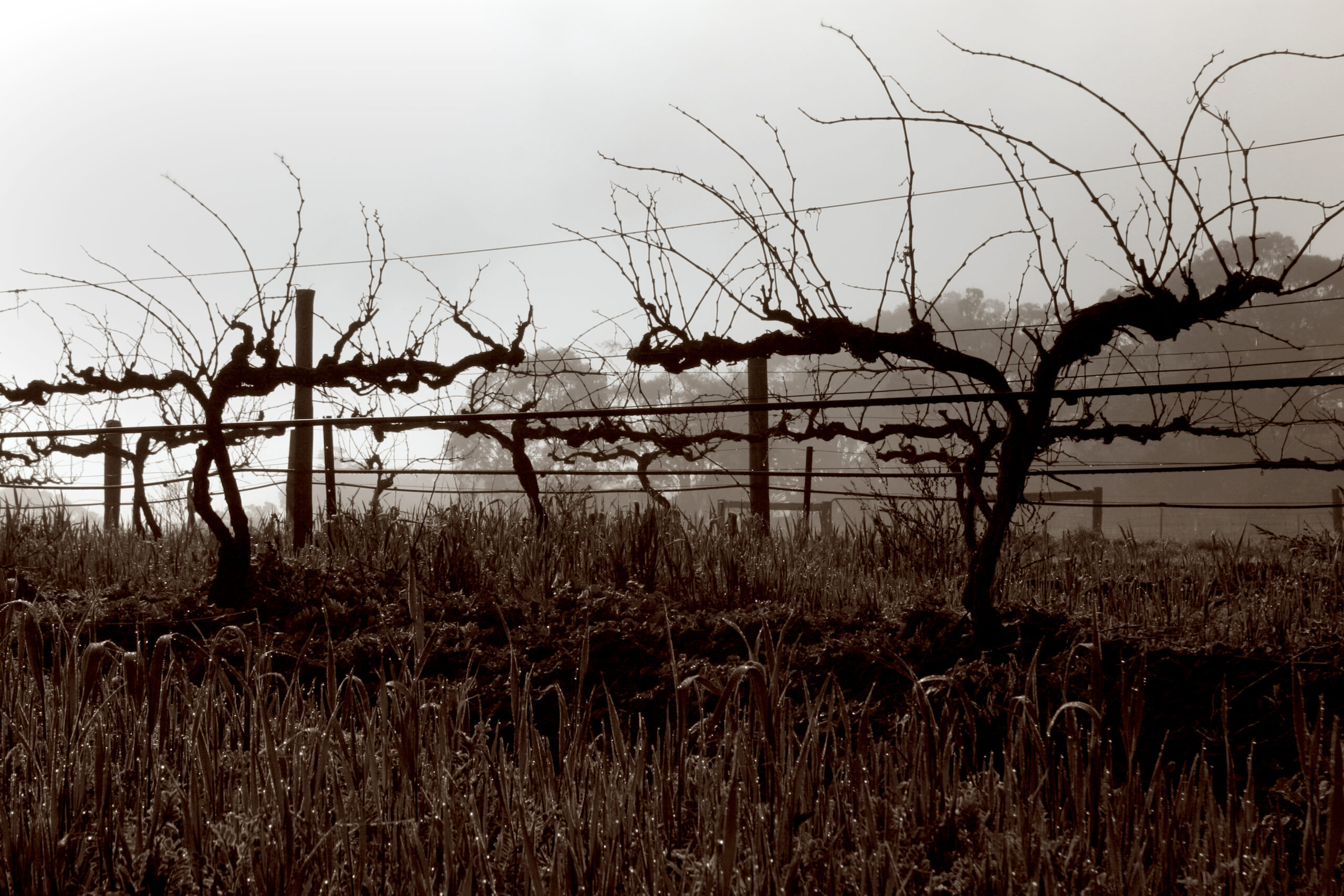 Dormant grape vines in the winter from the Armagh Vineyard