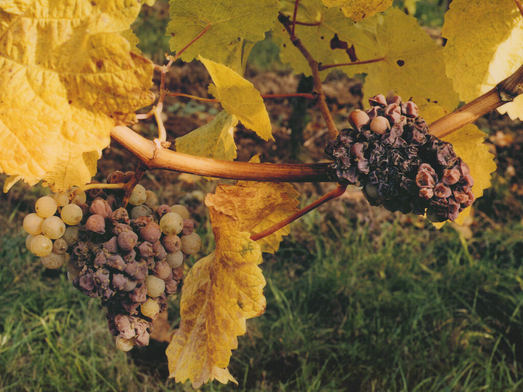 Riesling Botrytis Clusters