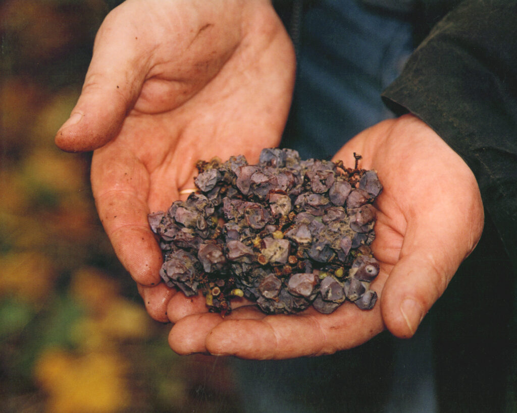 TBA Grapes in hand
