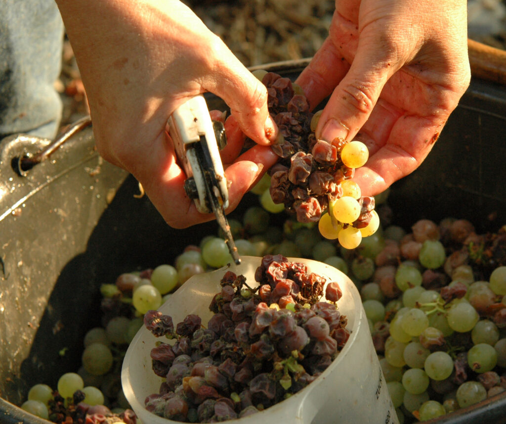 Selecting Botrytis Grapes