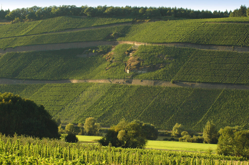 Brauneberg Vineyards