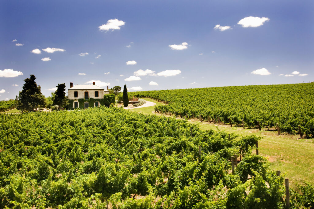 The Jim Barry Florita Vineyard in Australia’s Clare Valley