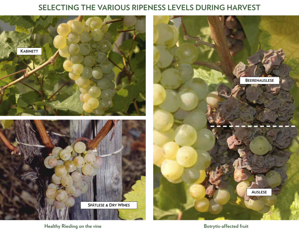 Riesling Harvest Selection