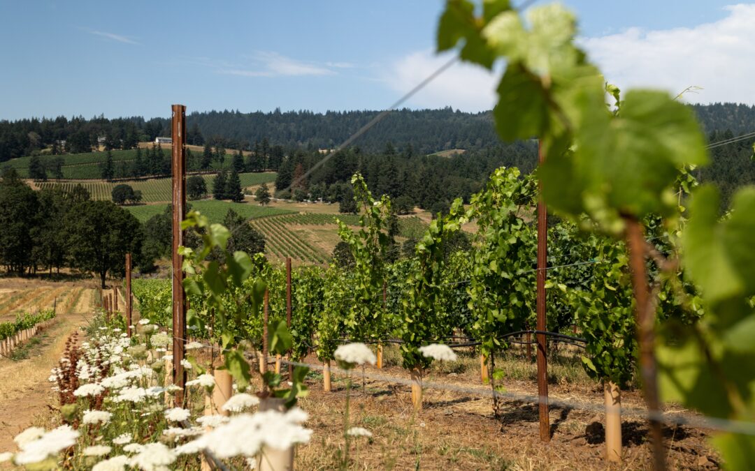 What to Pour for Oregon Wine Month – Loosen Bros. USA Monthly Newsletter