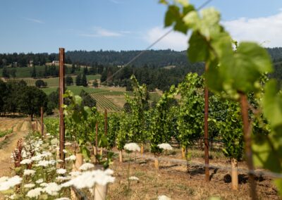 What to Pour for Oregon Wine Month – Loosen Bros. USA Monthly Newsletter