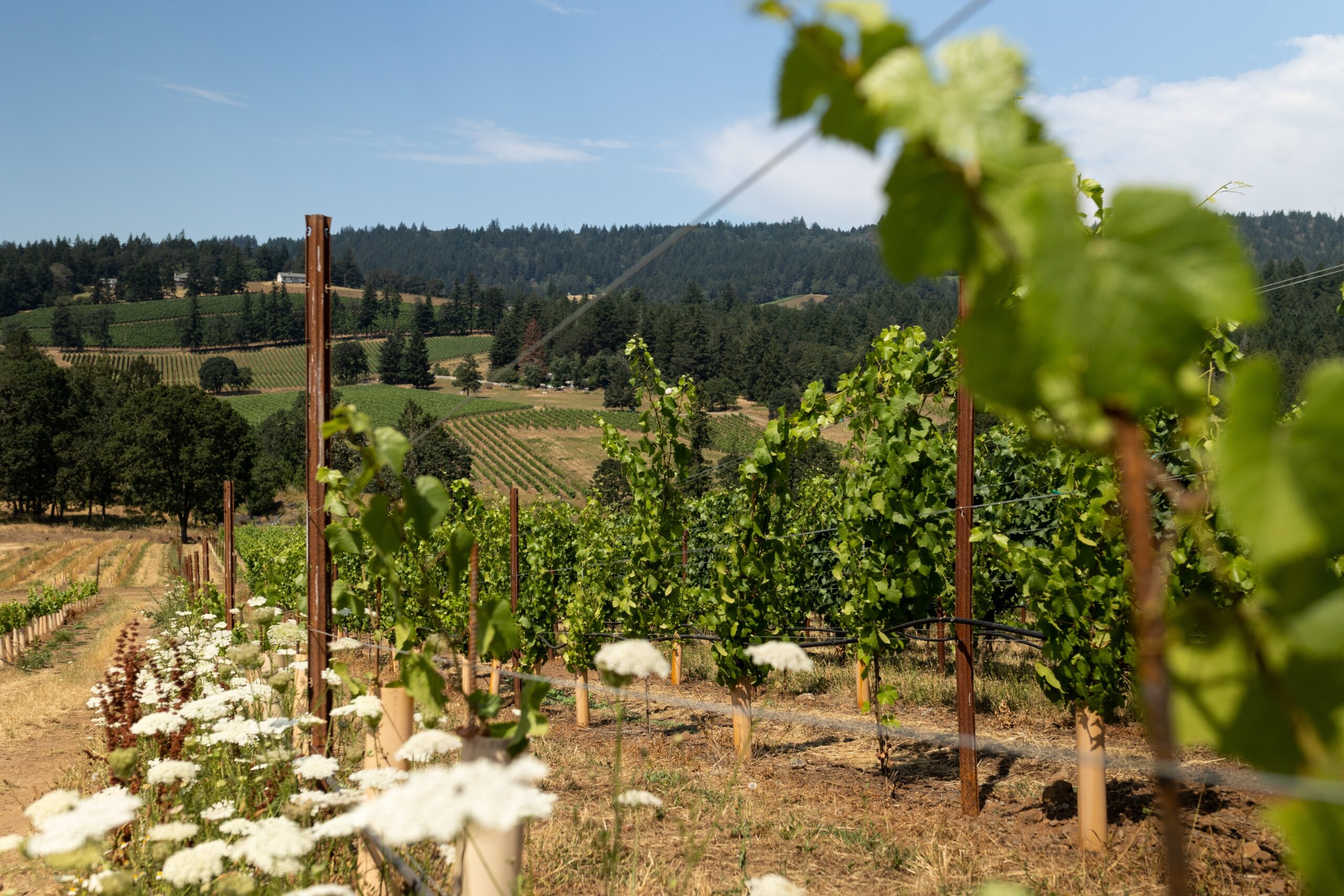 Appassionata Estate vineyard vines