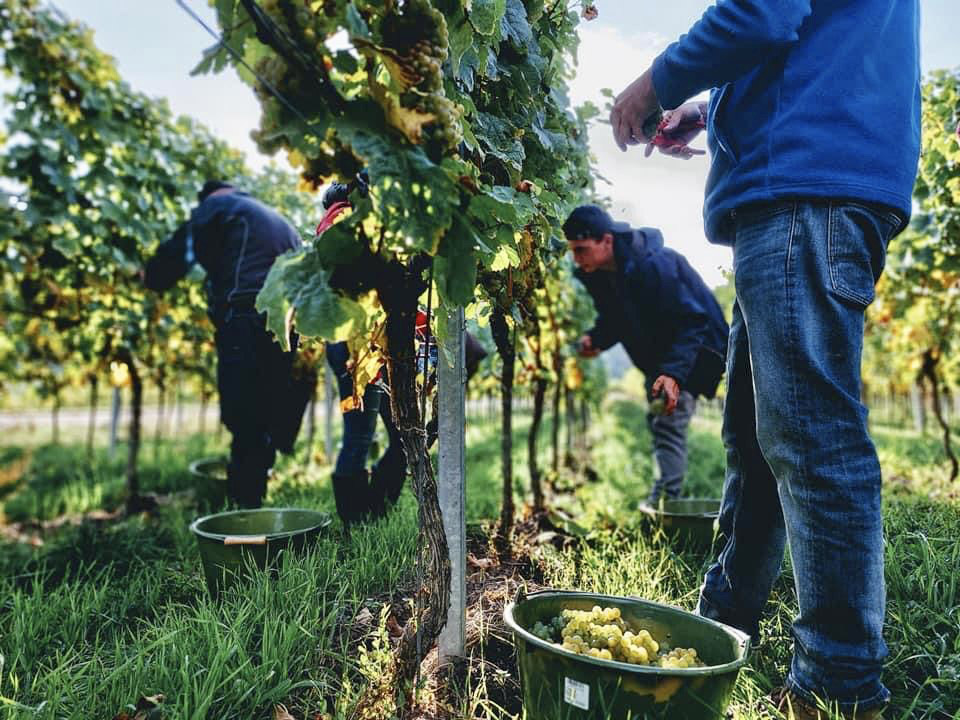 The Harvest at Villa Wolf