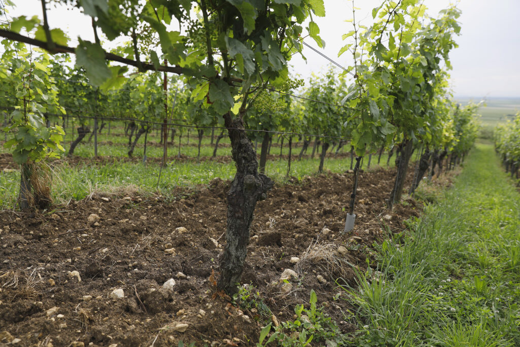 Westhofen Vineyard & Soil (1)