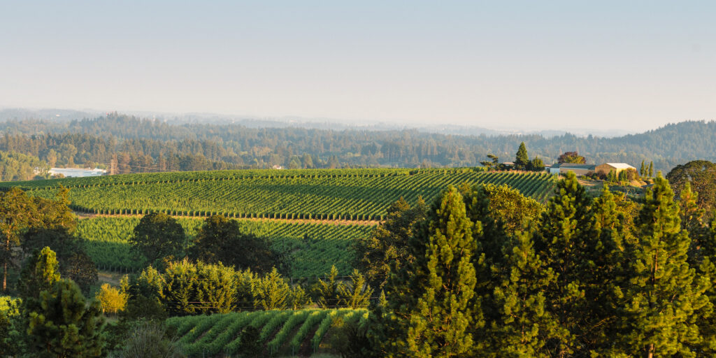 Appassionata Vineyard View from the North (BFP) Appassionata Vineyard View from the North (BFP)