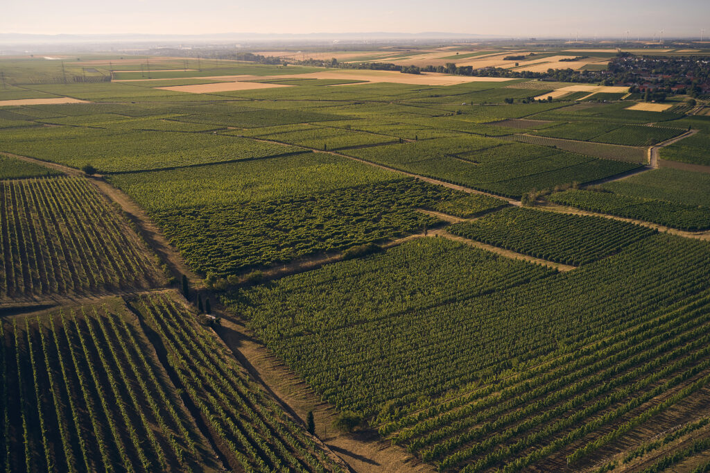 Aulerde Vineyard Aerial View