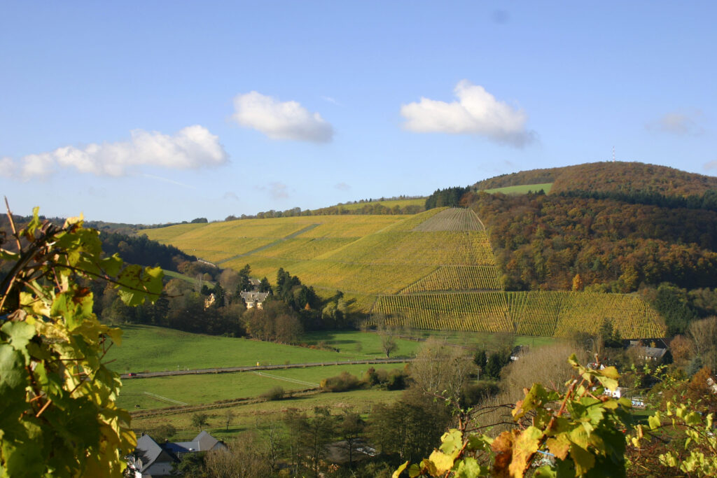 Grünhaus Vineyards in Fall