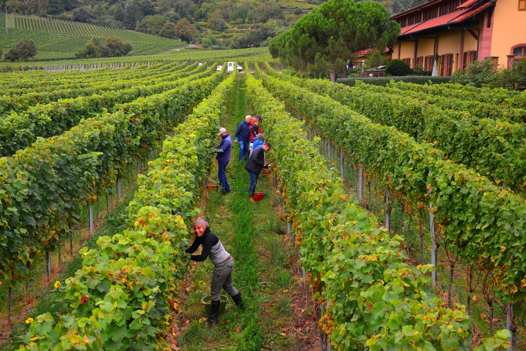 Harvesting in Goldbächel