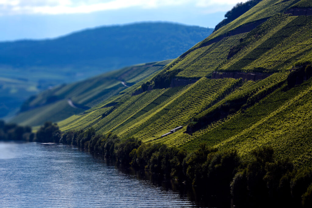 Precipitous Vineyard Slopes of Brauneberg