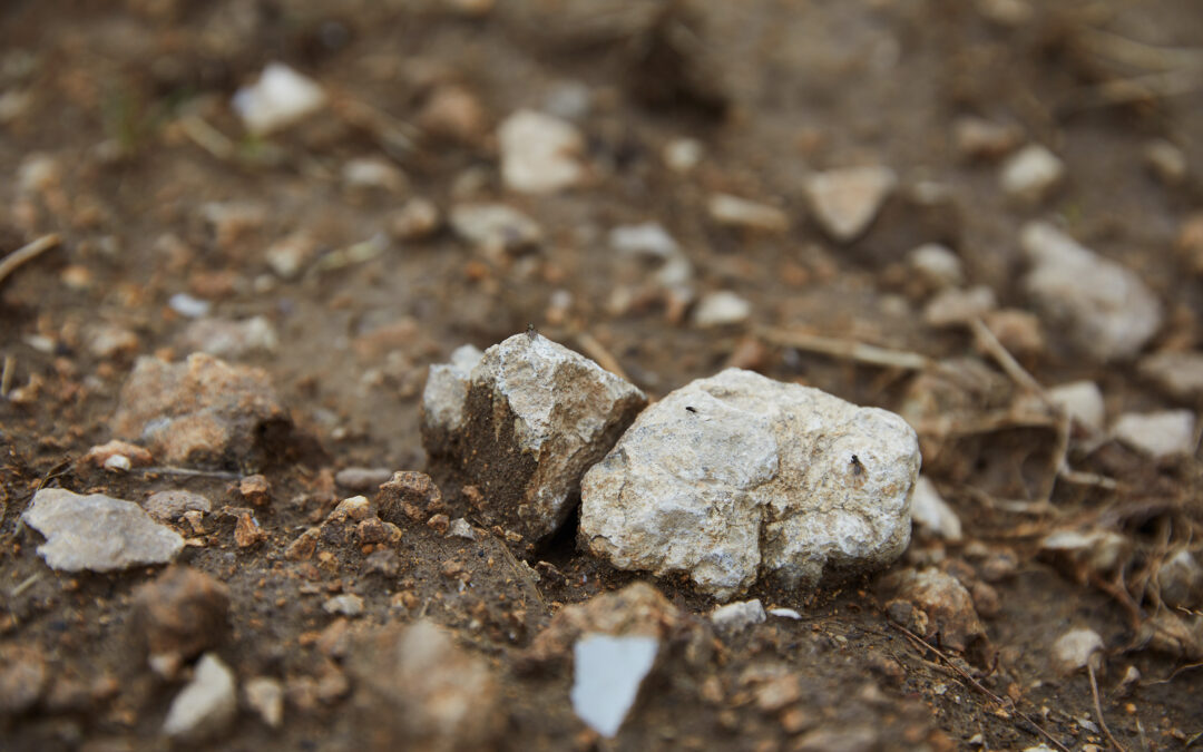 Explore the Soils that Shape Germany’s Most Expressive Wines – Loosen Bros. USA Monthly Newsletter
