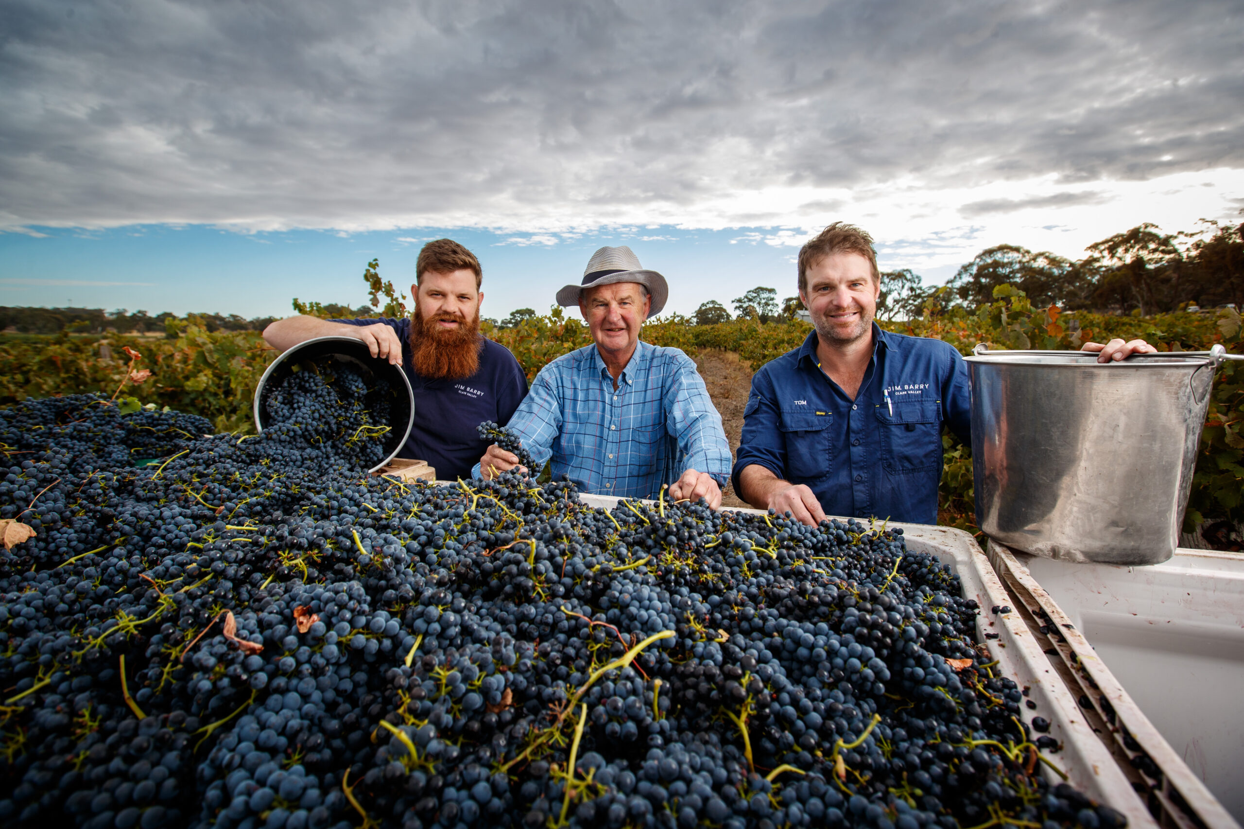 Sam, Peter, and Tom Barry during harvest of Shiraz from the Armagh vineyard