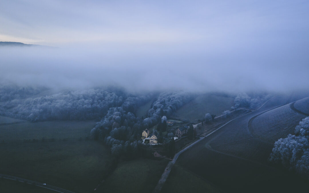 White Wines Buyers Actually Need in December – Loosen Bros. USA Monthly Newsletter