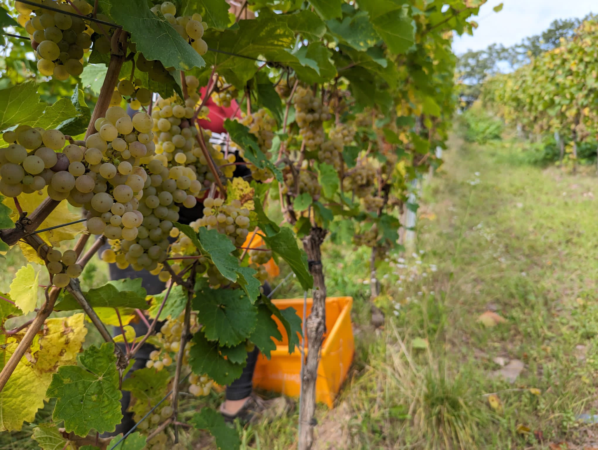 Christmas Bottle 2021 RW Edited Fruit on the Vine