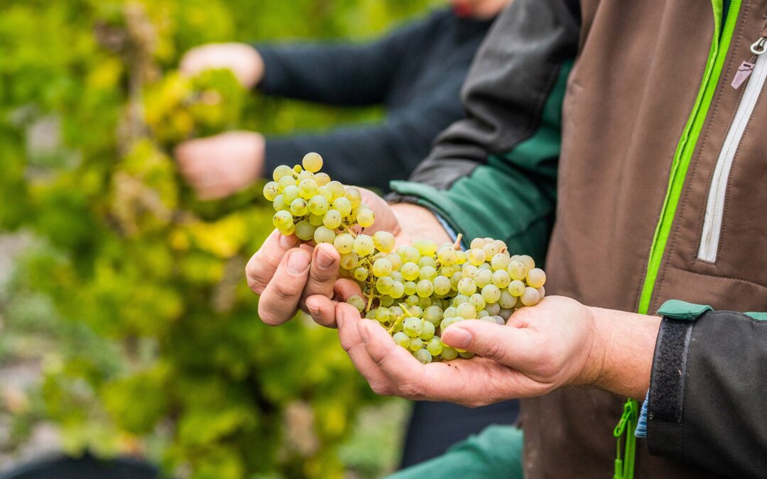 Sustainability Measured in Generations – Loosen Bros. USA Monthly Newsletter