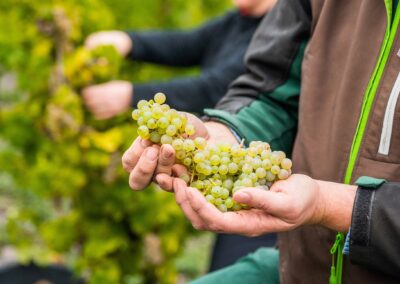 Sustainability Measured in Generations – Loosen Bros. USA Monthly Newsletter