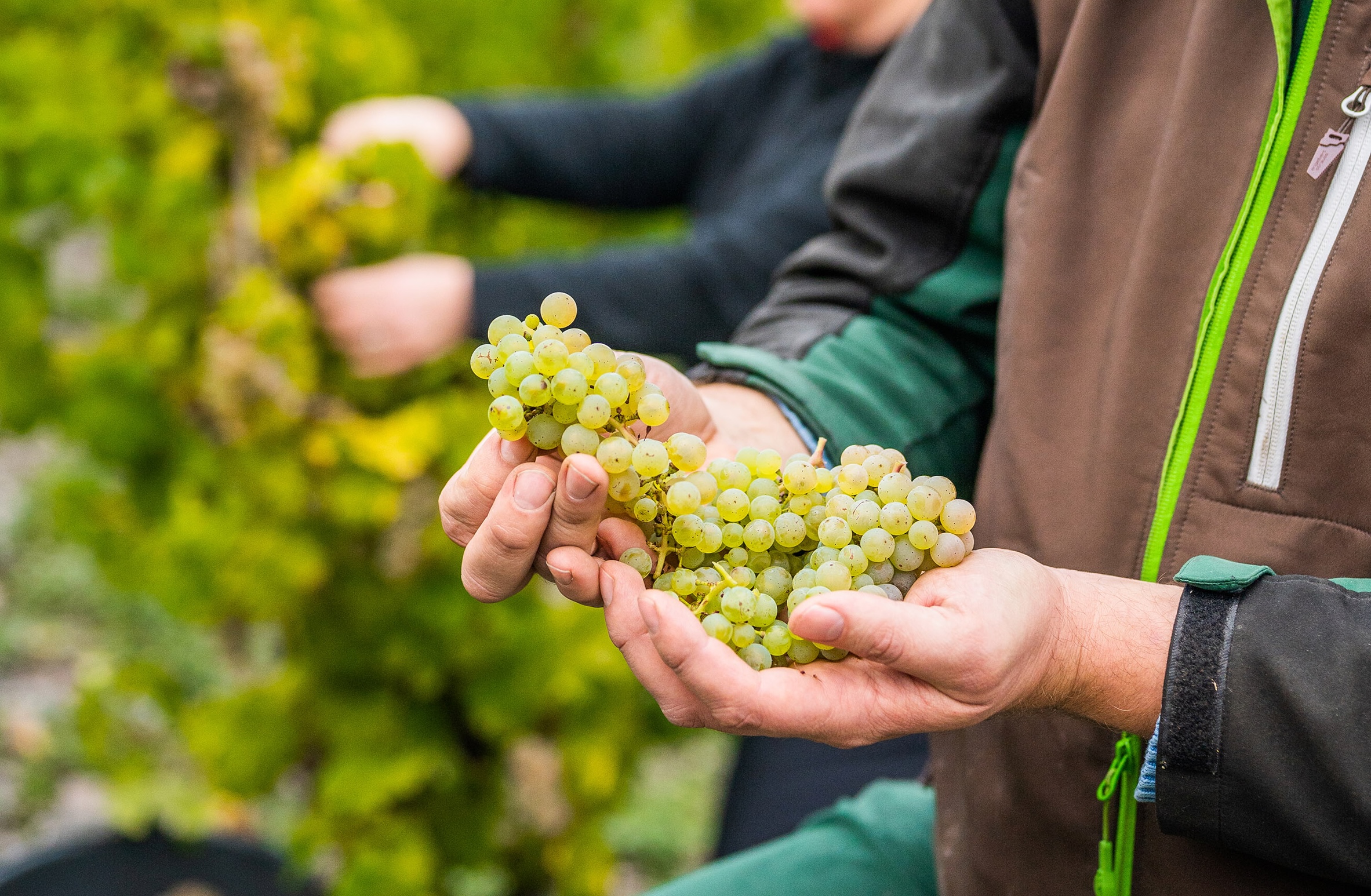 Sustainability Measured in Generations &ndash; Loosen Bros. USA Monthly Newsletter