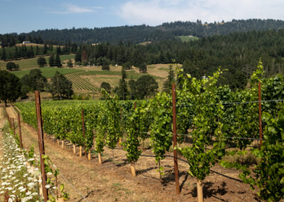 Two Ways to Rethink Oregon this May – Loosen Bros. USA Monthly Newsletter