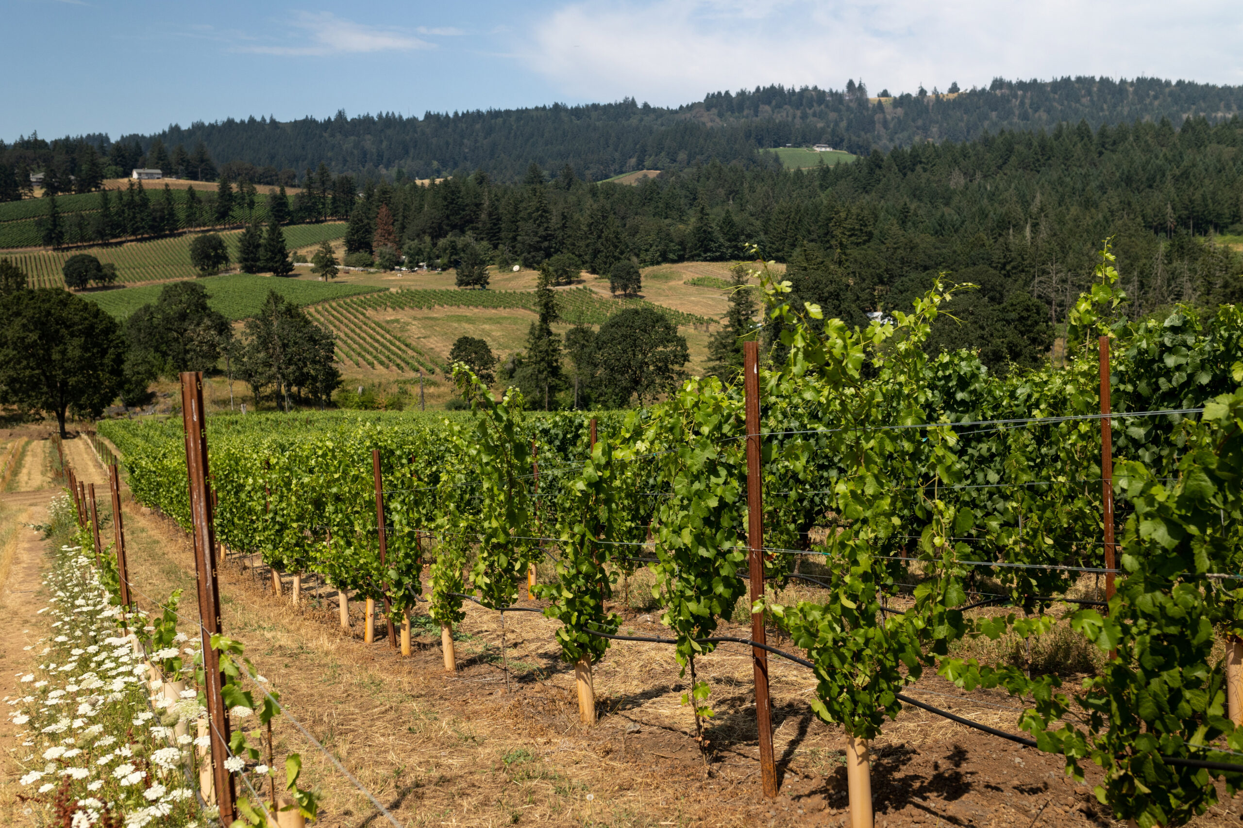 Two Ways to Rethink Oregon this May &ndash; Loosen Bros. USA Monthly Newsletter